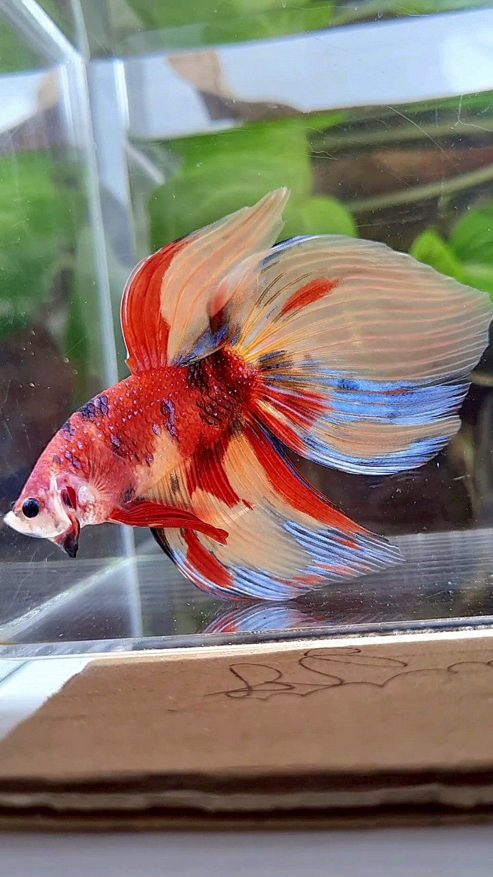 LUXURY GIANT VEILTAIL TOTAL 8CM+ ORANGE RED NEMO CLASSIC MULTICOLOR BETTA FISH