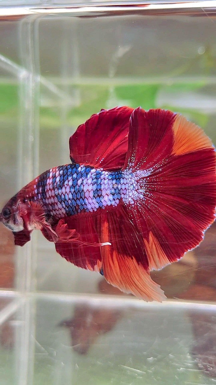 XXL HMPK RED NEMO FANCY MULTICOLOR BETTA FISH