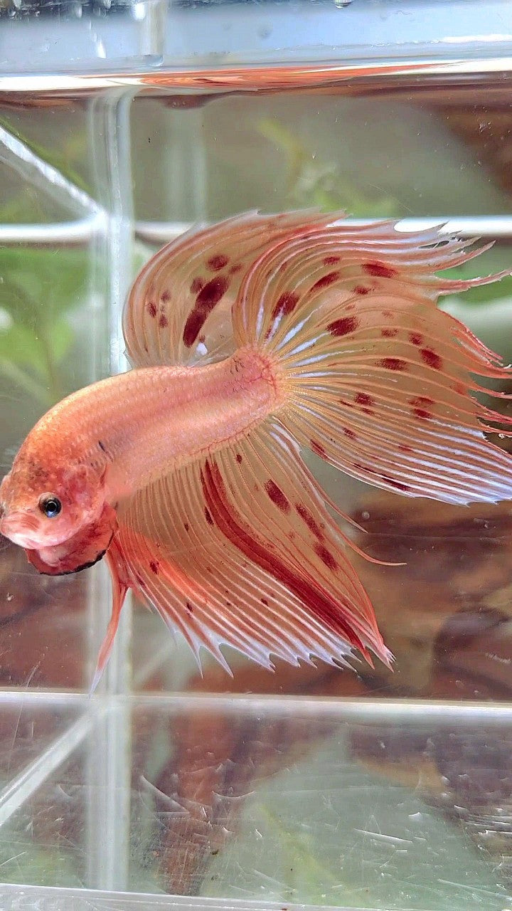 XL VEILTAIL ARMAGEDDON VANDA BETTA FISH