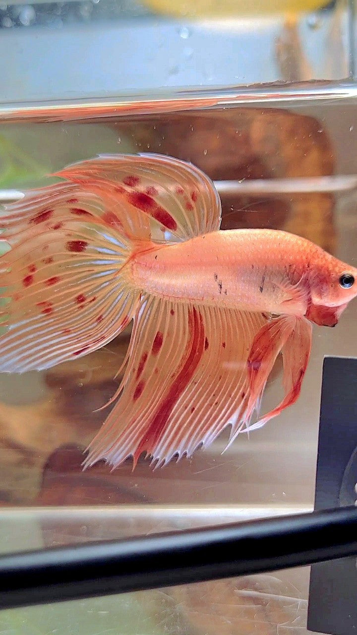 XL VEILTAIL ARMAGEDDON VANDA BETTA FISH