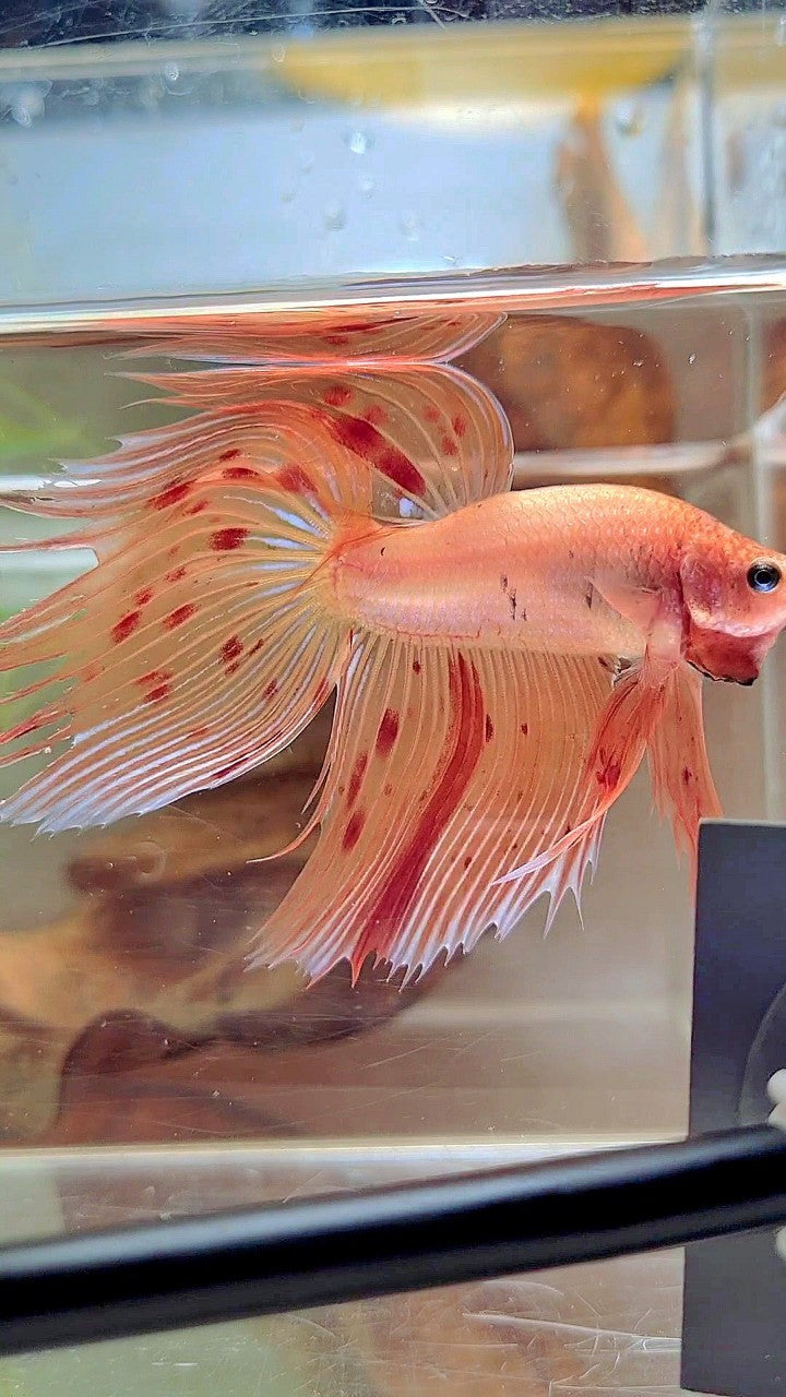 XL VEILTAIL ARMAGEDDON VANDA BETTA FISH
