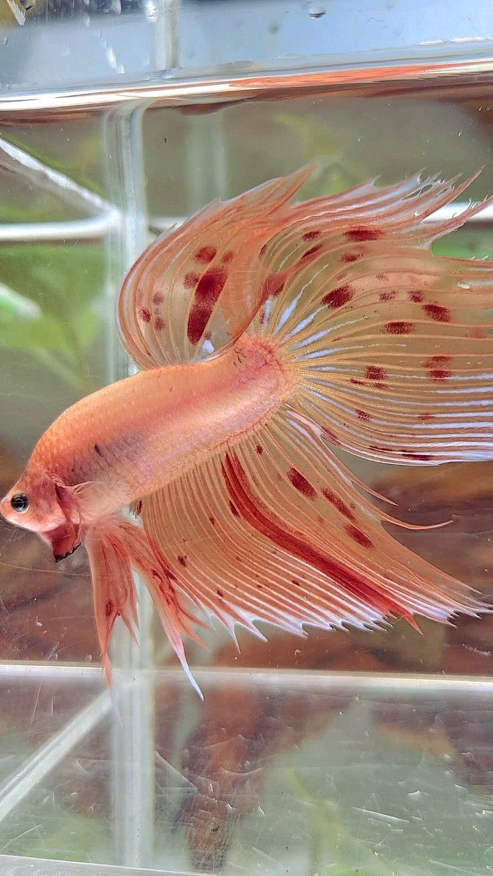 XL VEILTAIL ARMAGEDDON VANDA BETTA FISH