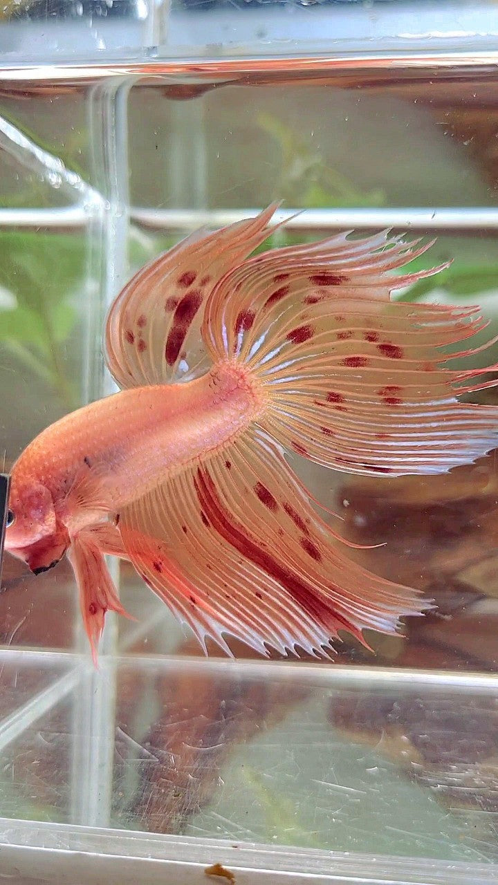 XL VEILTAIL ARMAGEDDON VANDA BETTA FISH
