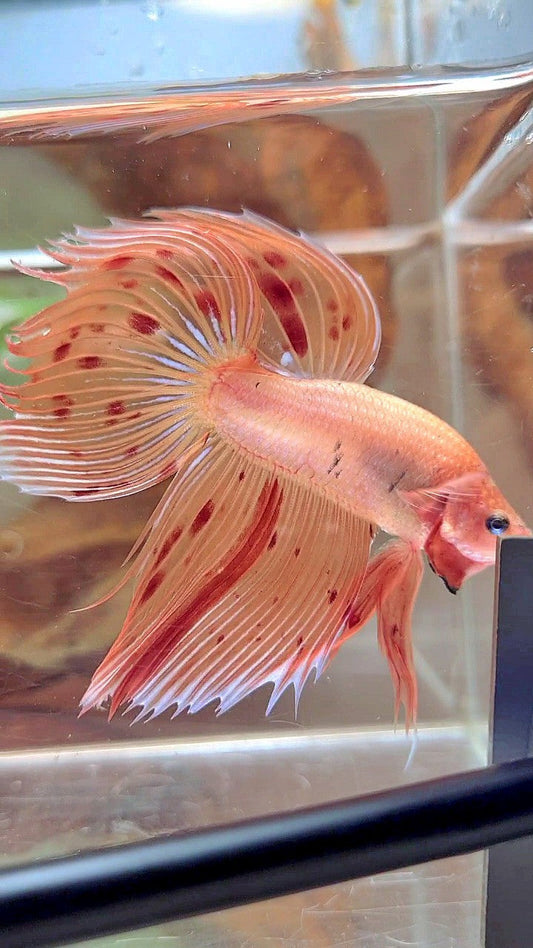 XL VEILTAIL ARMAGEDDON VANDA BETTA FISH