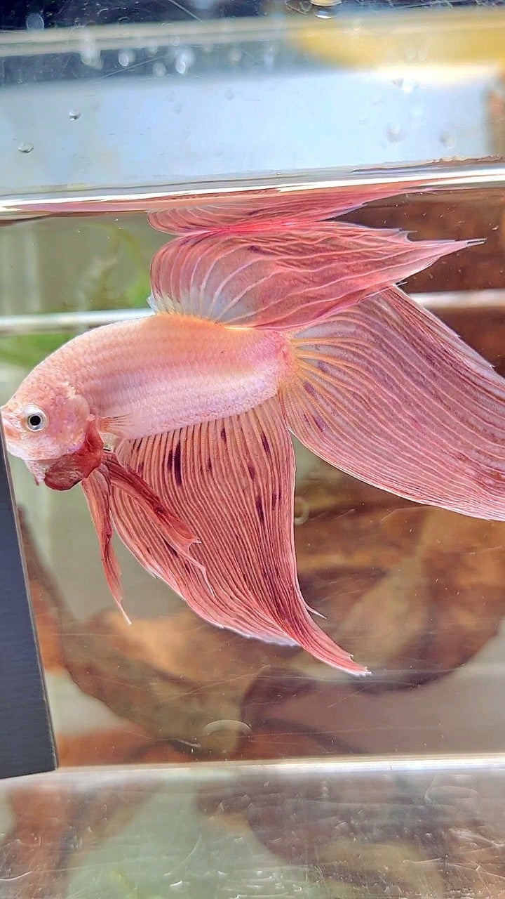 XL VEILTAIL PINK ARMAGEDDON VANDA PREMIUM BETTA FISH