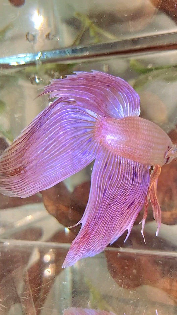 XL VEILTAIL PINK ARMAGEDDON VANDA PREMIUM BETTA FISH