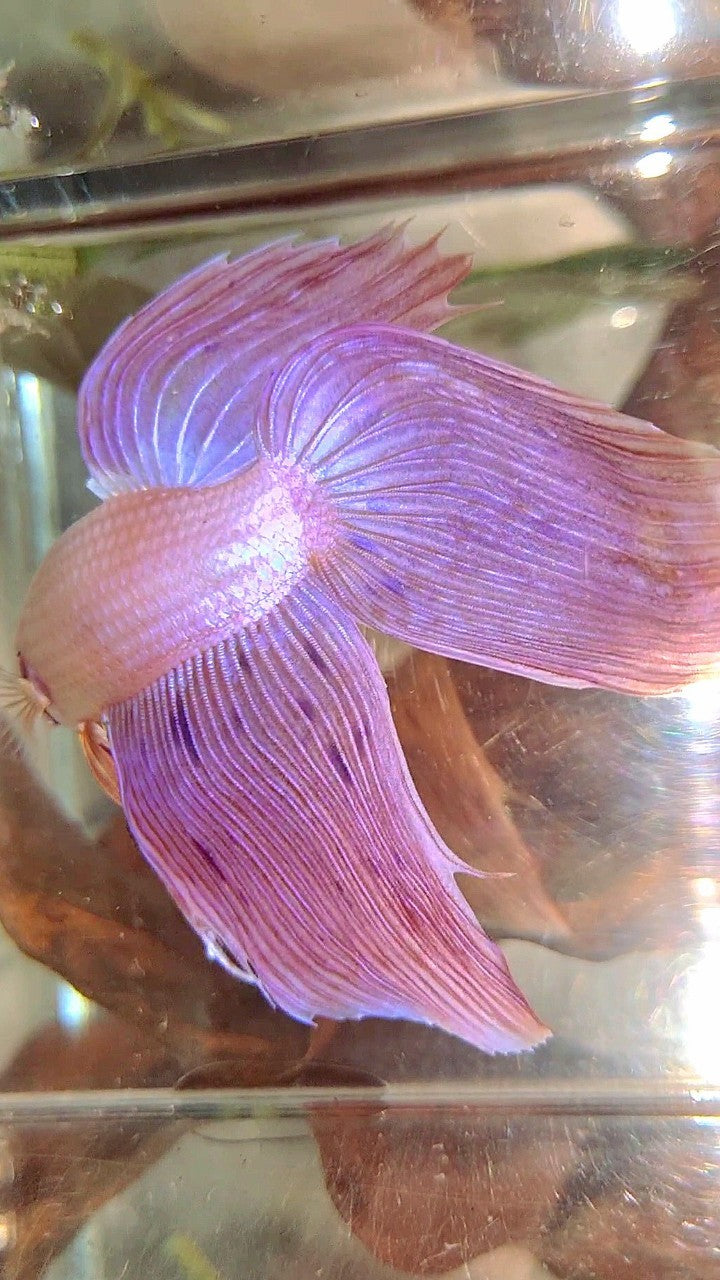XL VEILTAIL PINK ARMAGEDDON VANDA PREMIUM BETTA FISH