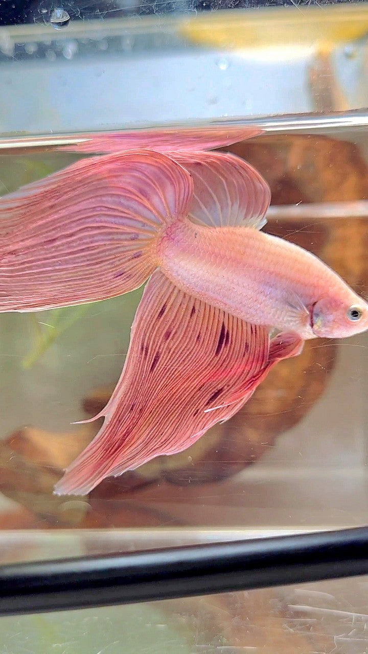 XL VEILTAIL PINK ARMAGEDDON VANDA PREMIUM BETTA FISH