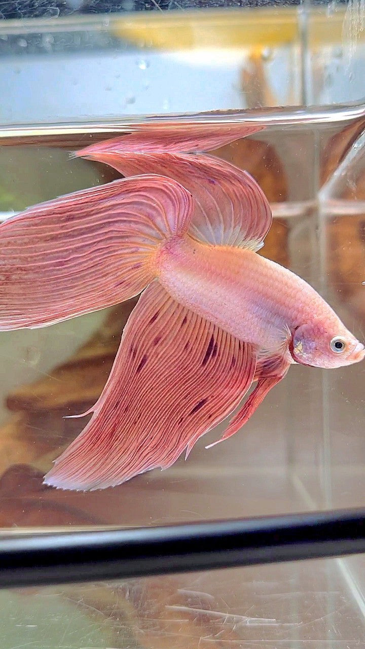 XL VEILTAIL PINK ARMAGEDDON VANDA PREMIUM BETTA FISH