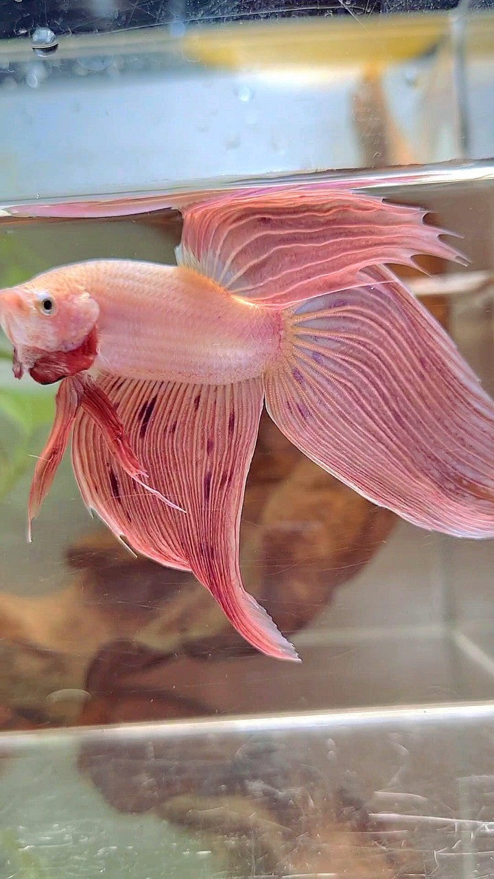 XL VEILTAIL PINK ARMAGEDDON VANDA PREMIUM BETTA FISH
