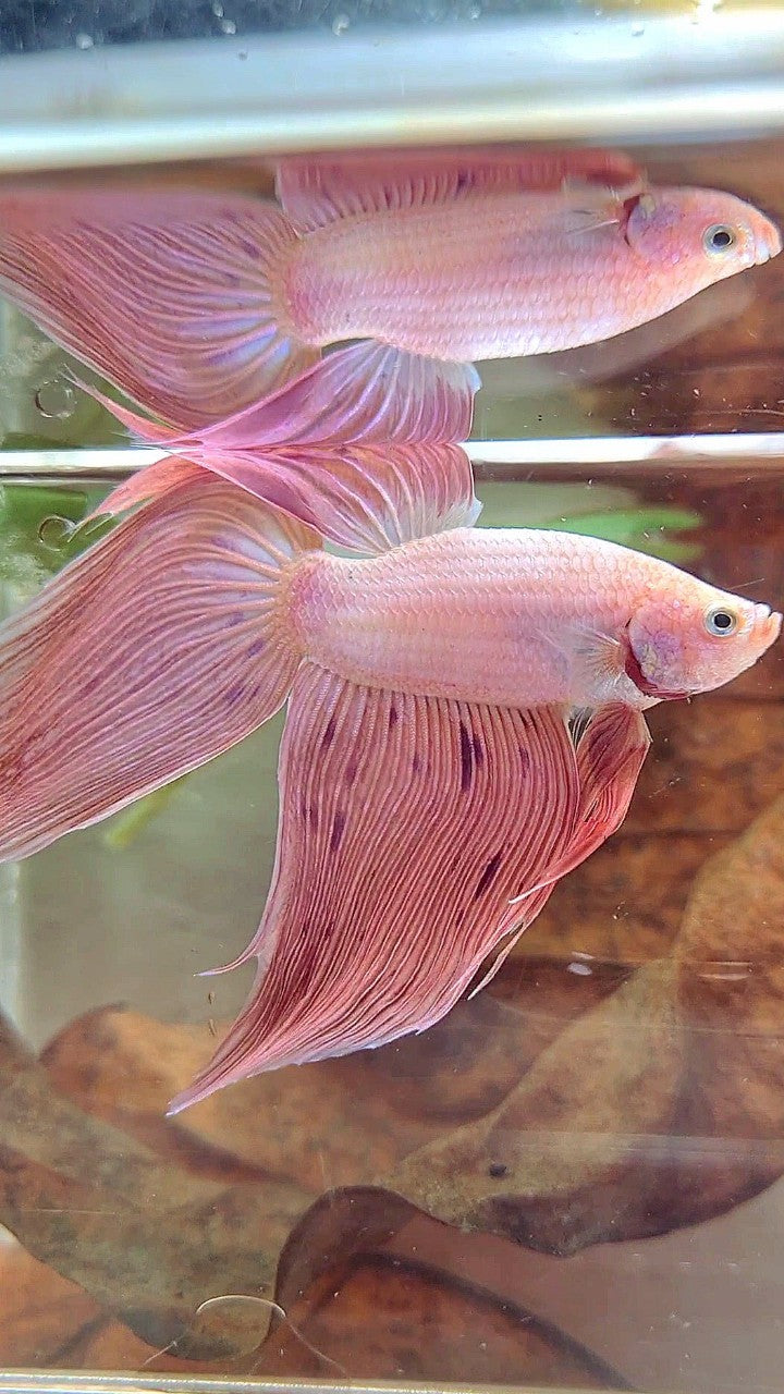 XL VEILTAIL PINK ARMAGEDDON VANDA PREMIUM BETTA FISH