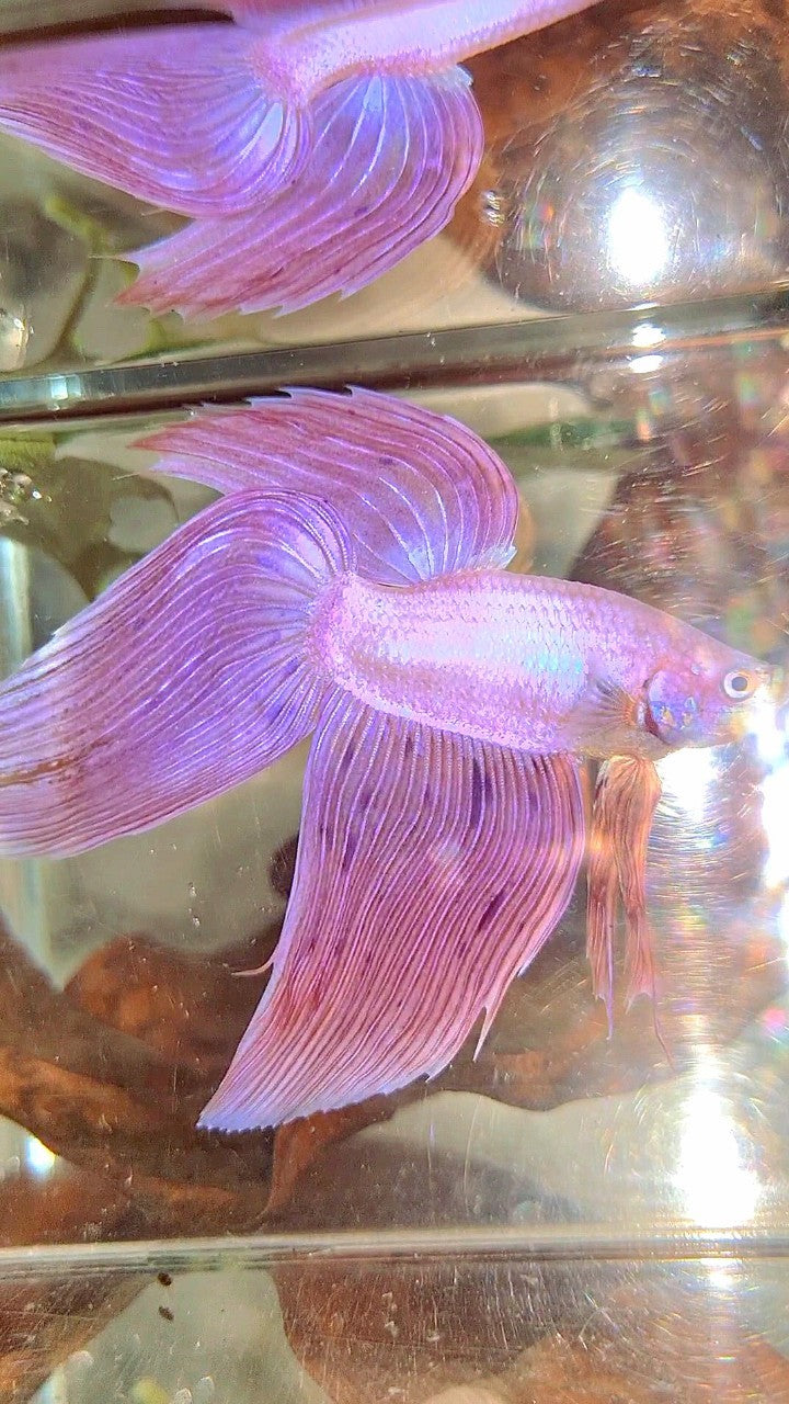 XL VEILTAIL PINK ARMAGEDDON VANDA PREMIUM BETTA FISH