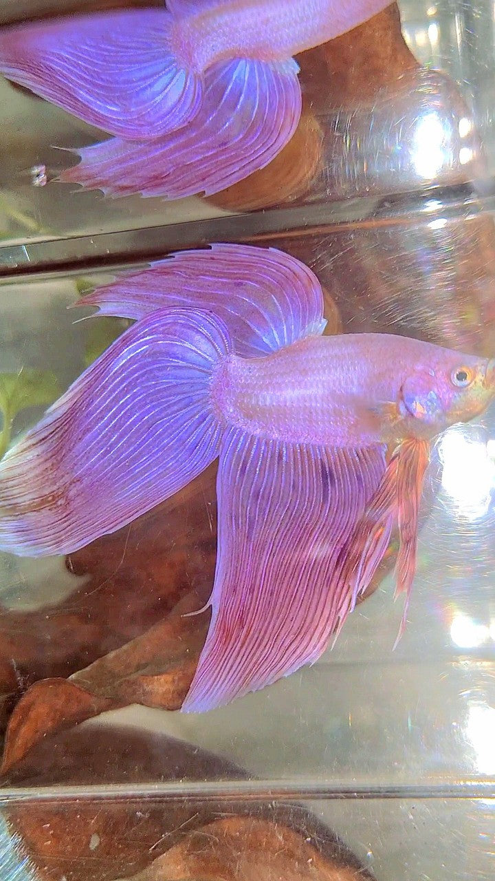 XL VEILTAIL PINK ARMAGEDDON VANDA PREMIUM BETTA FISH