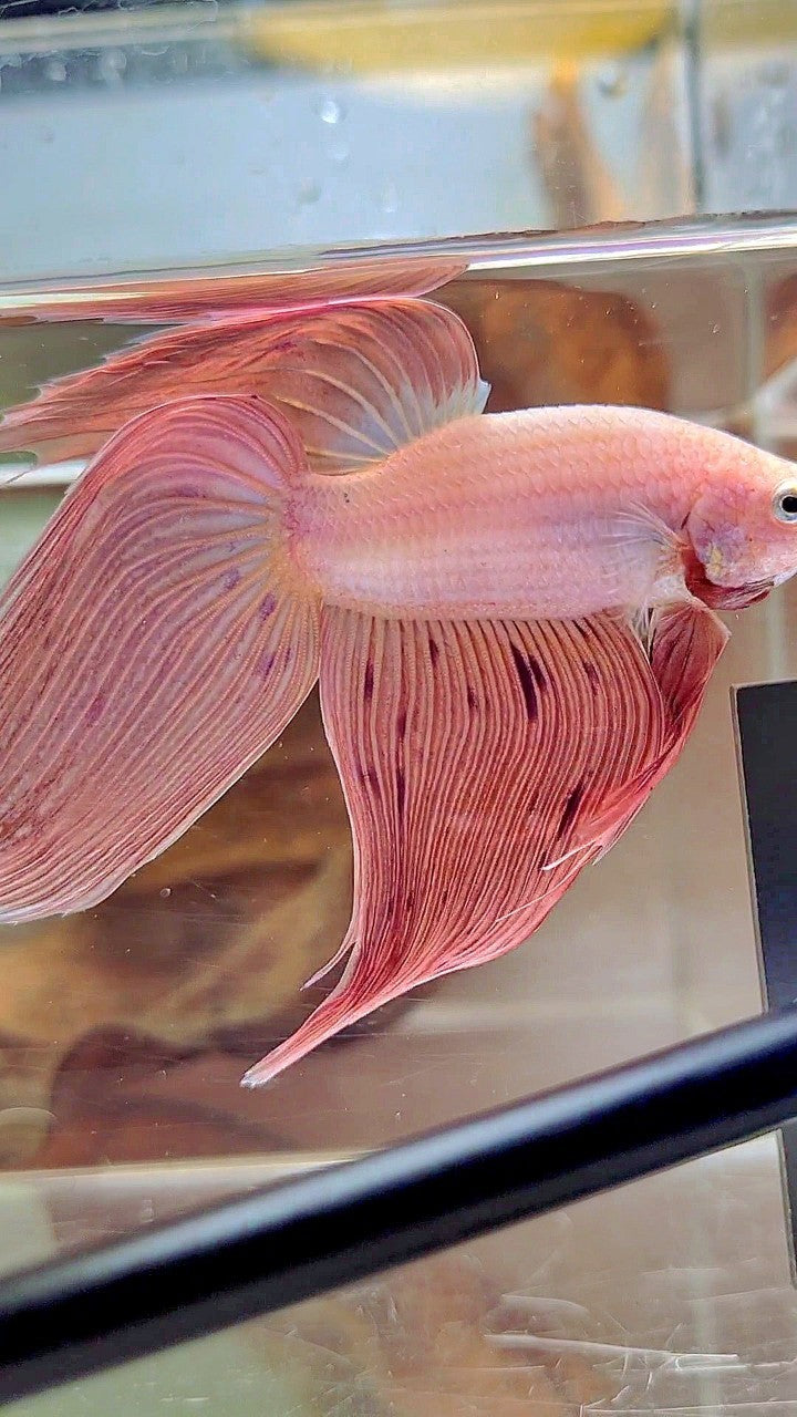 XL VEILTAIL PINK ARMAGEDDON VANDA PREMIUM BETTA FISH
