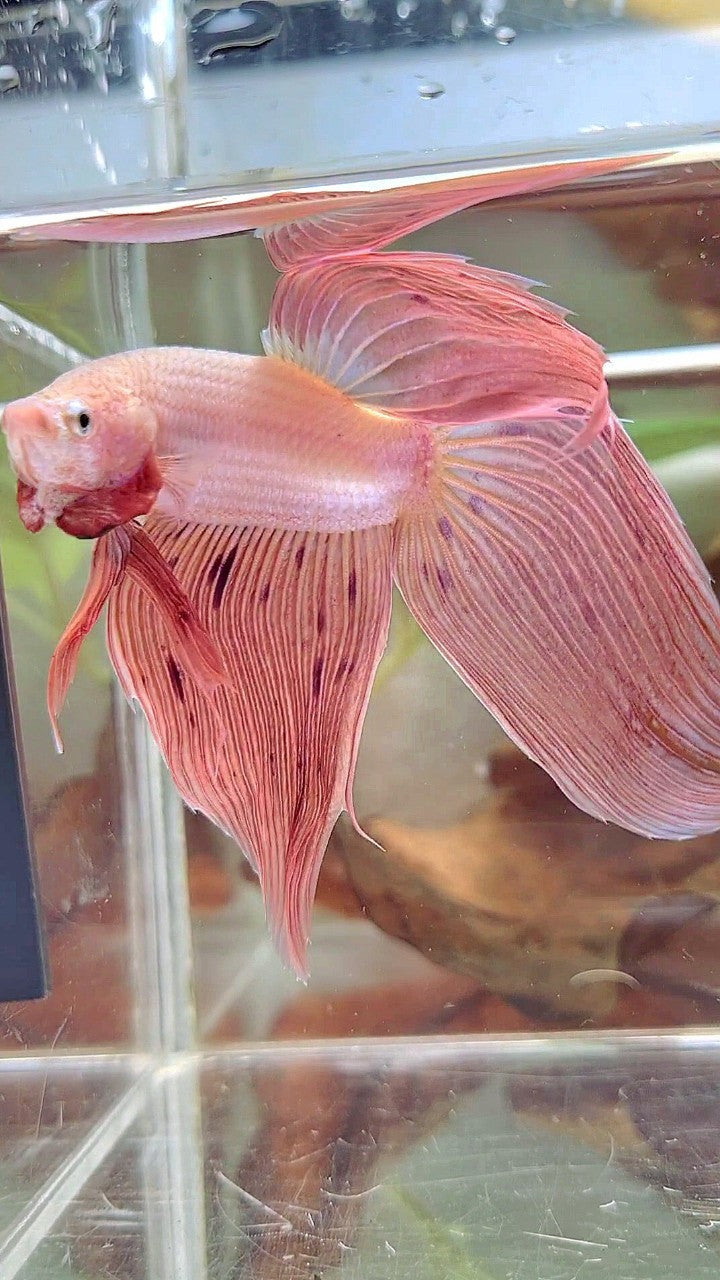 XL VEILTAIL PINK ARMAGEDDON VANDA PREMIUM BETTA FISH