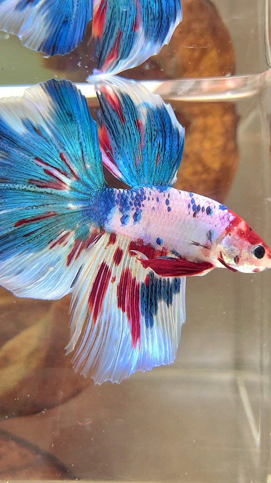 XL HALFMOON BLUE RED MARBLE MULTICOLOR BETTA FISH