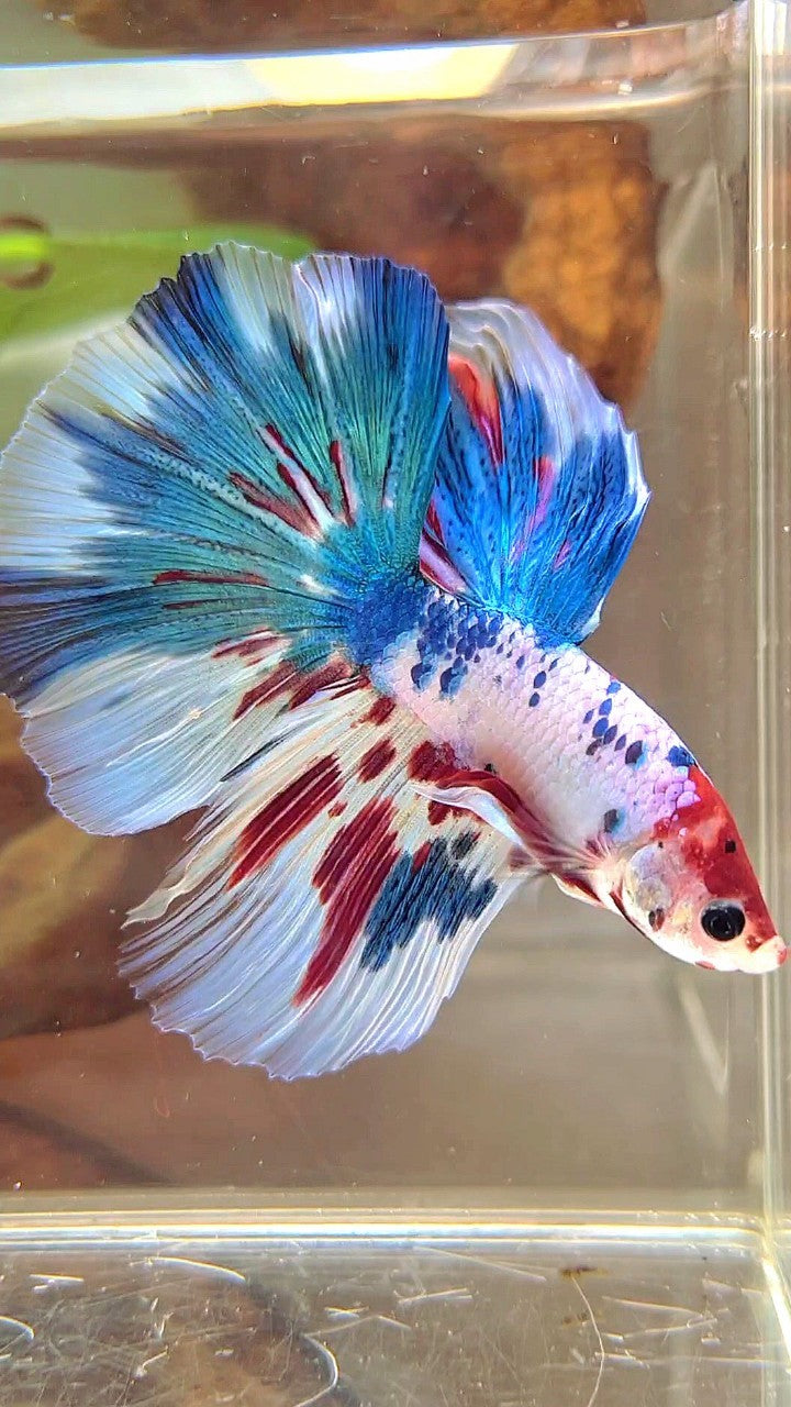 XL HALFMOON BLUE RED MARBLE MULTICOLOR BETTA FISH