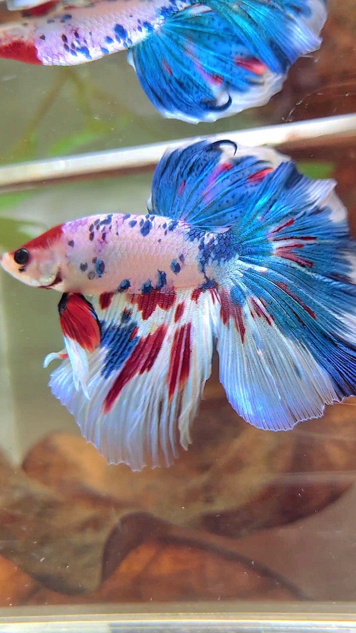 XL HALFMOON BLUE RED MARBLE MULTICOLOR BETTA FISH