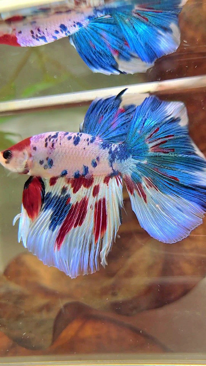 XL HALFMOON BLUE RED MARBLE MULTICOLOR BETTA FISH