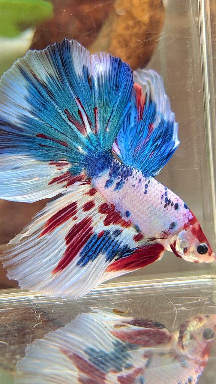 XL HALFMOON BLUE RED MARBLE MULTICOLOR BETTA FISH