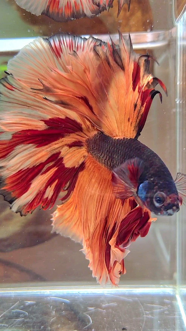 XL HALFMOON OVERTAIL ROSETAIL BLACK ORANGE LEOPARD MULTICOLOR BETTA FISH