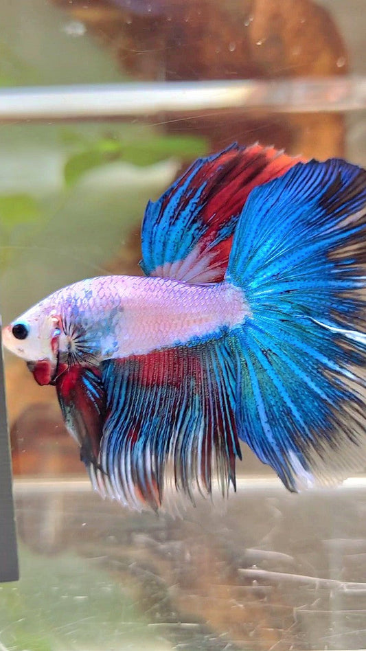 XL HALFMOON ROSETAIL BLUE FANCY MULTICOLOR BETTA FISH