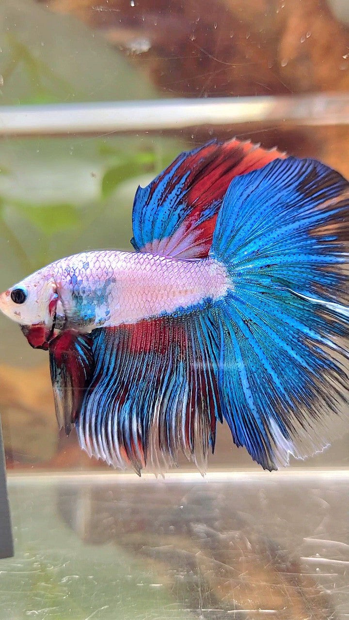 XL HALFMOON ROSETAIL BLUE FANCY MULTICOLOR BETTA FISH