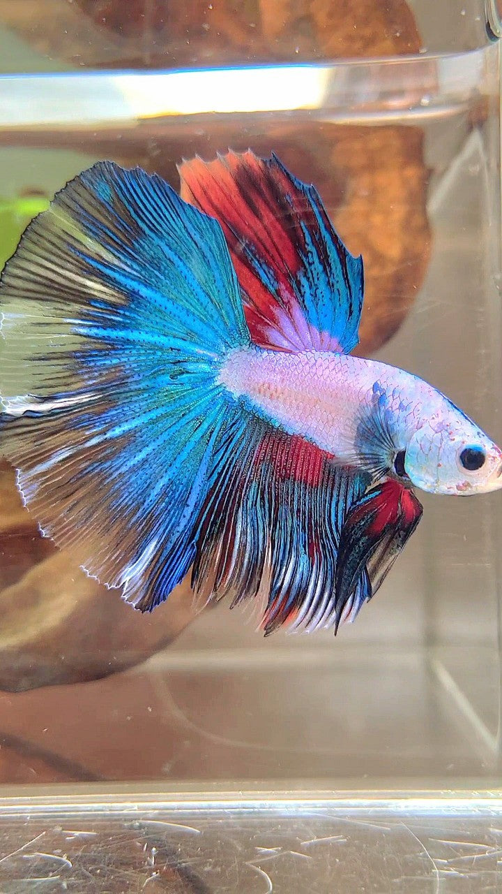XL HALFMOON ROSETAIL BLUE FANCY MULTICOLOR BETTA FISH