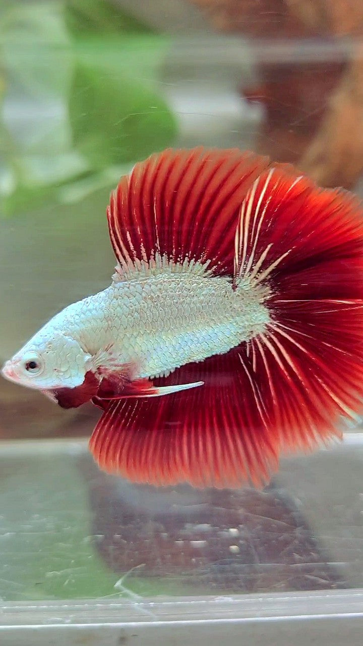 XL HALFMOON DOUBLE TAIL RED DRAGON SNOW BETTA FISH