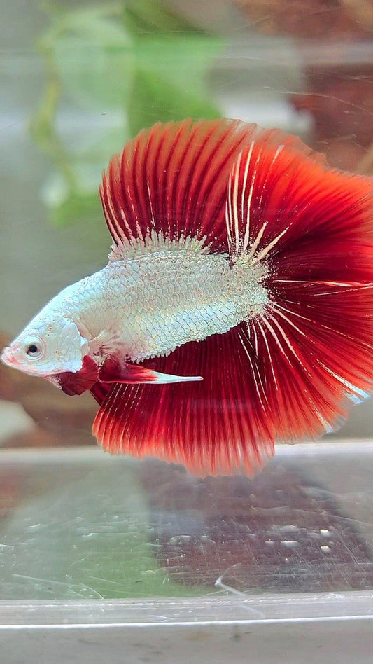 XL HALFMOON DOUBLE TAIL RED DRAGON SNOW BETTA FISH