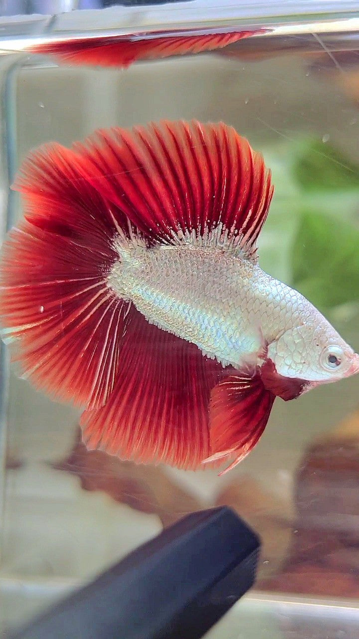 XL HALFMOON DOUBLE TAIL RED DRAGON SNOW BETTA FISH