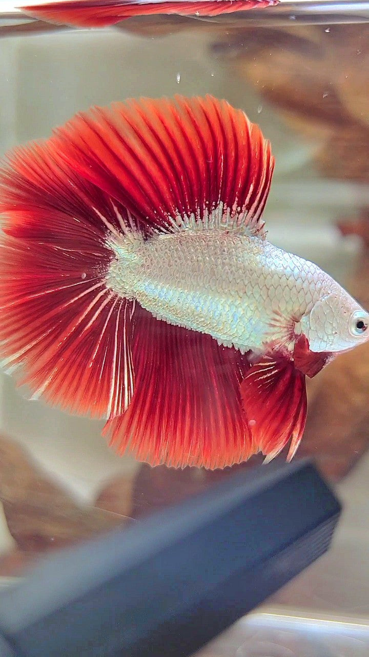 XL HALFMOON DOUBLE TAIL RED DRAGON SNOW BETTA FISH