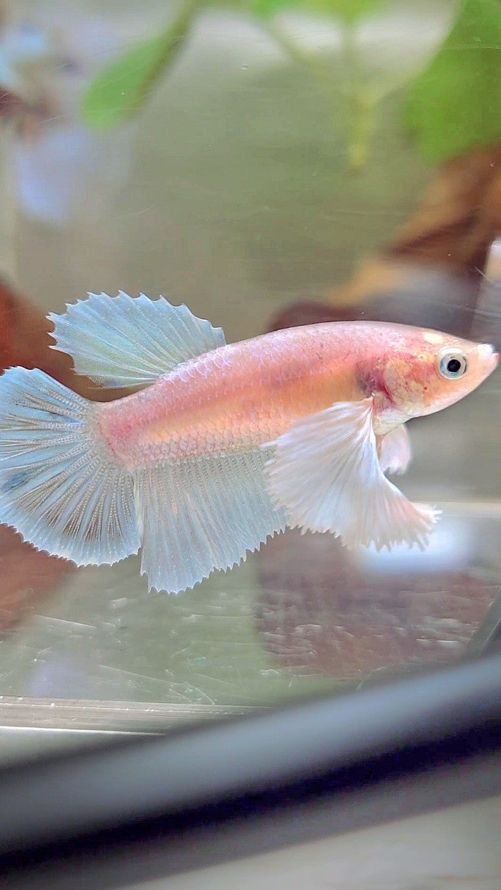 FEMALE HALFMOON SUPER DUMBO EAR WHITE UNICORN BETTA FISH