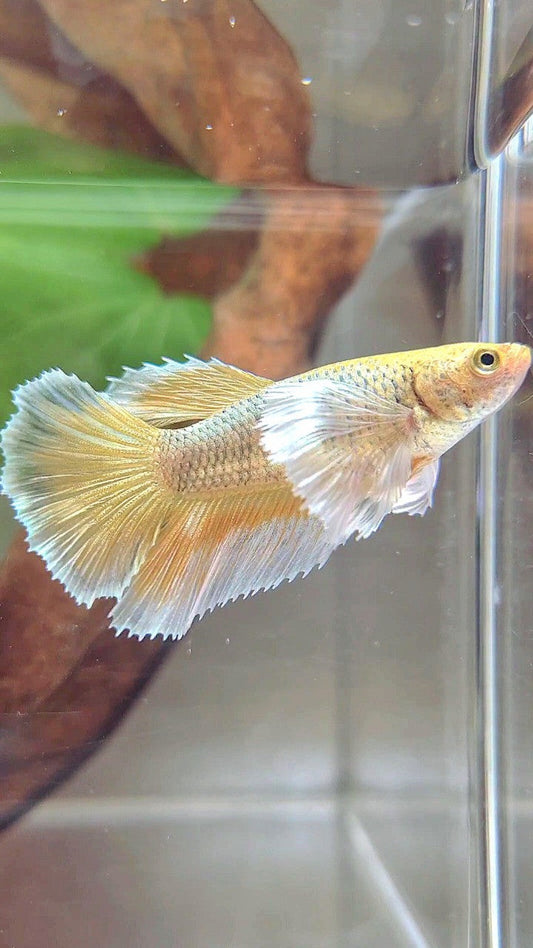 FEMALE HALFMOON SUPER DUMBO EAR YELLOW PINEAPPLE BETTA FISH