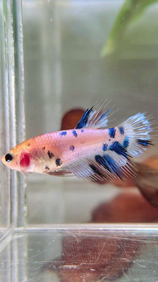 FEMALE CROWNTAIL BLUE DOTS MULTICOLOR BETTA FISH