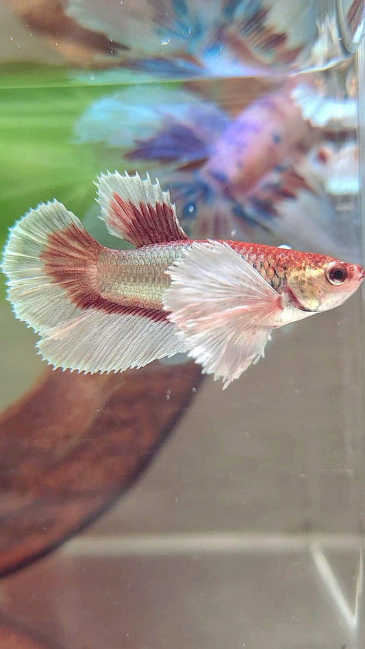 FEMALE HALFMOON SUPER DUMBO EAR RED COPPER BUTTERFLY BETTA FISH