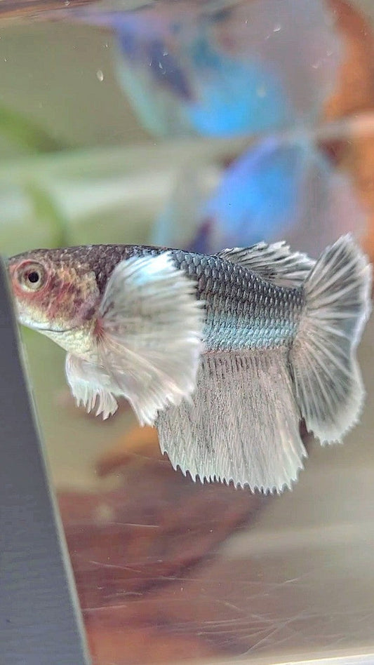 FEMALE HALFMOON SUPER DUMBO EAR COPPER BETTA FISH