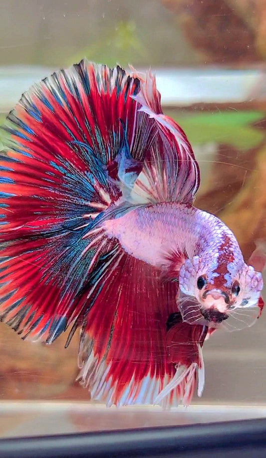 XL HALFMOON OVERTAIL ROSETAIL RED PINK FANCY PATTERN MULTICOLOR BETTA FISH