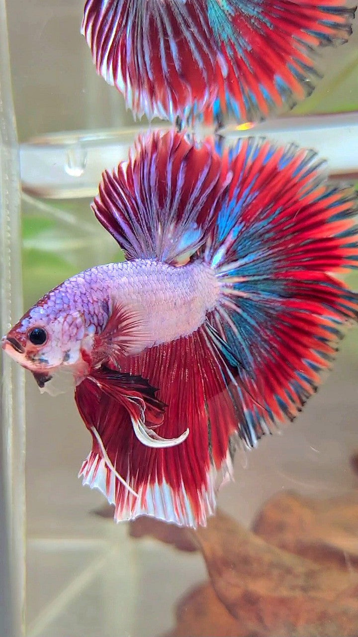 XL HALFMOON OVERTAIL ROSETAIL RED PINK FANCY PATTERN MULTICOLOR BETTA FISH