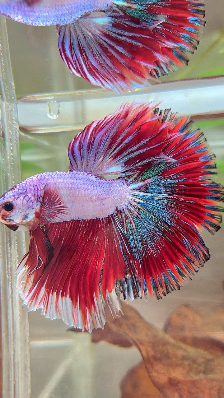 XL HALFMOON OVERTAIL ROSETAIL RED PINK FANCY PATTERN MULTICOLOR BETTA FISH