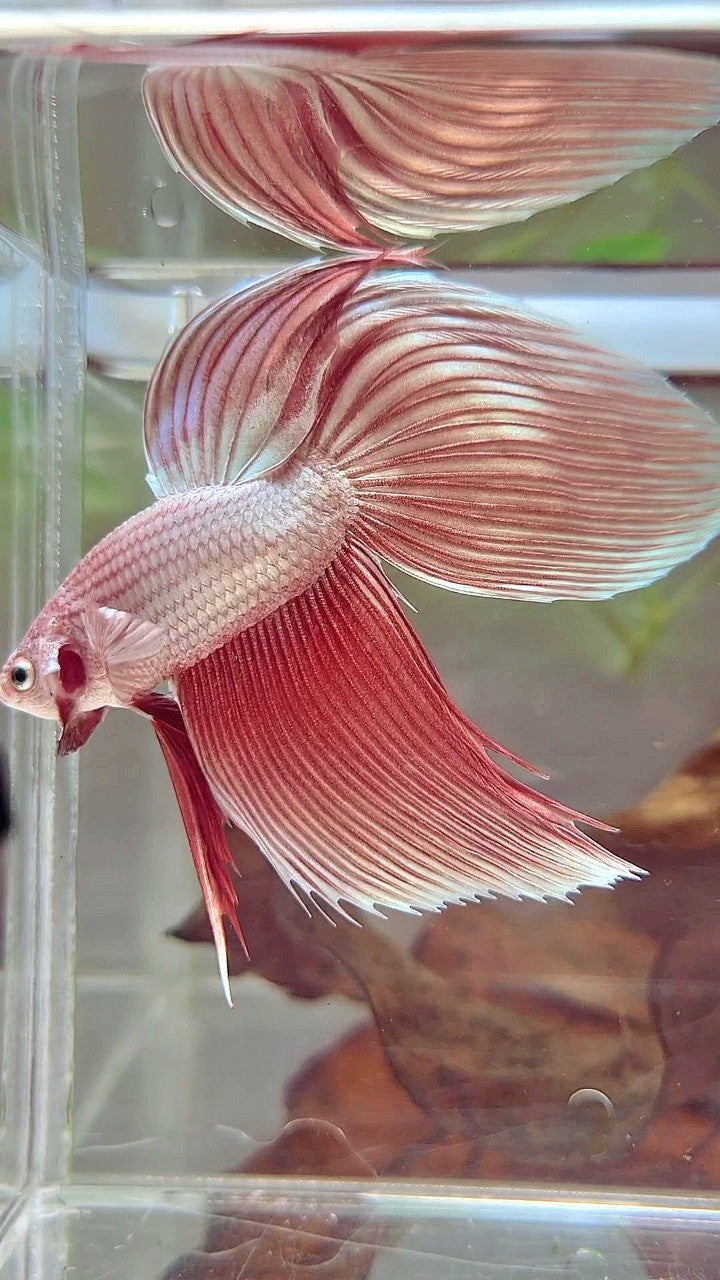 VEILTAIL ROSEGOLD PREMIUM BETTA FISH