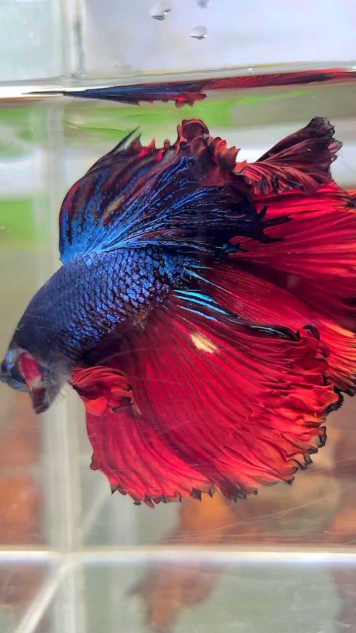 XXL HALFMOON CURLY ROSETAIL RED DARK BLUE COMBI BETTA FISH