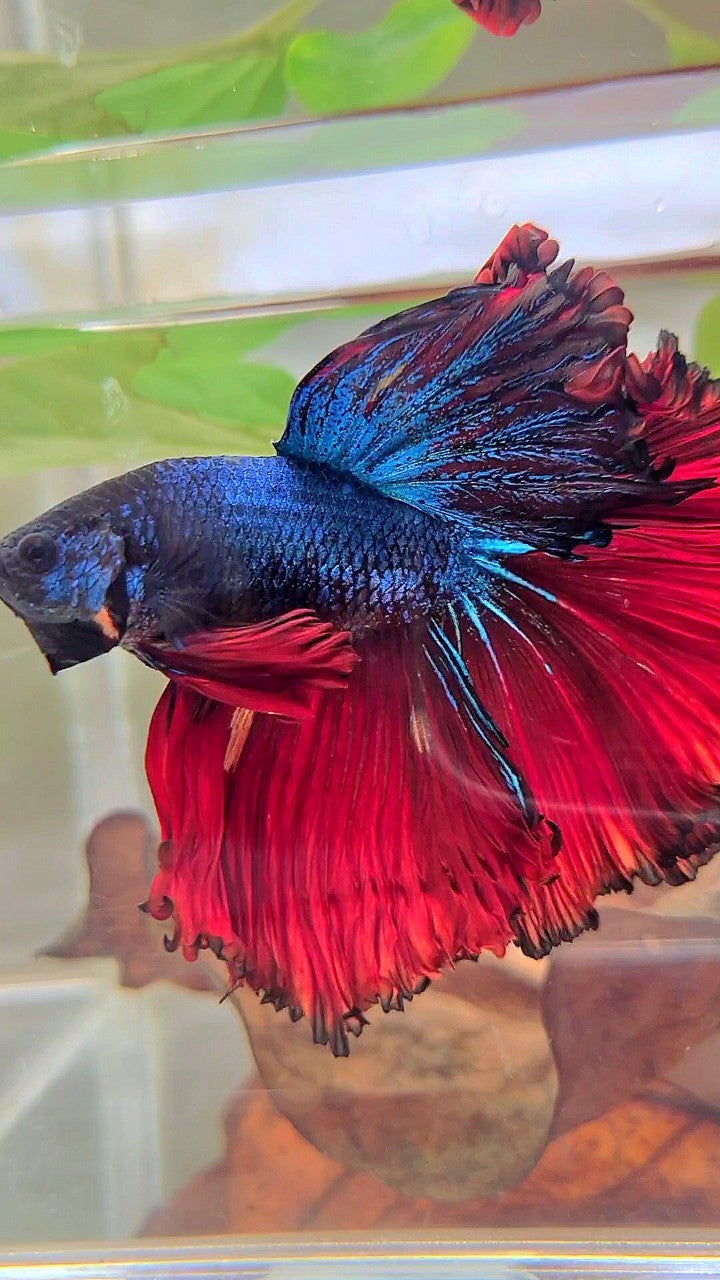 XXL HALFMOON CURLY ROSETAIL RED DARK BLUE COMBI BETTA FISH