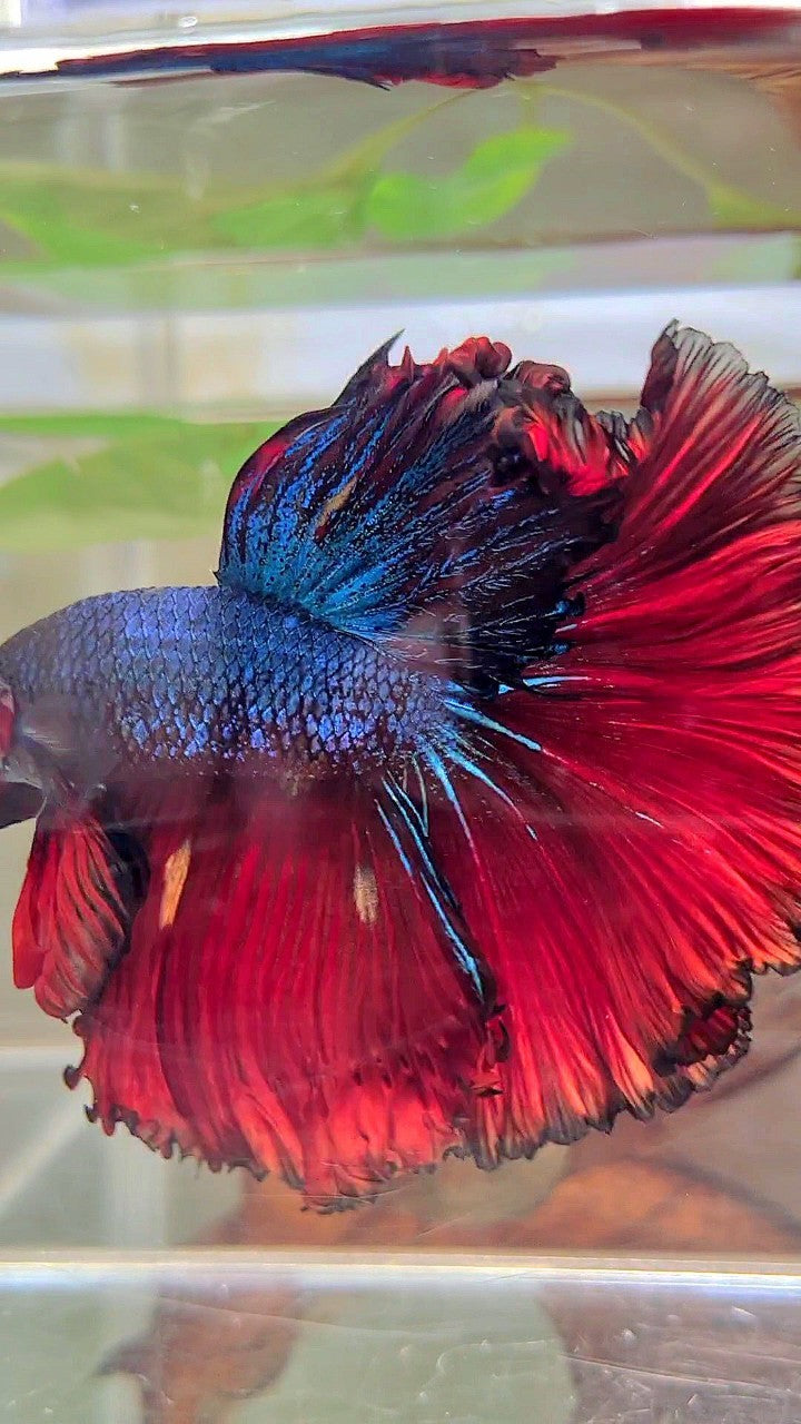 XXL HALFMOON CURLY ROSETAIL RED DARK BLUE COMBI BETTA FISH