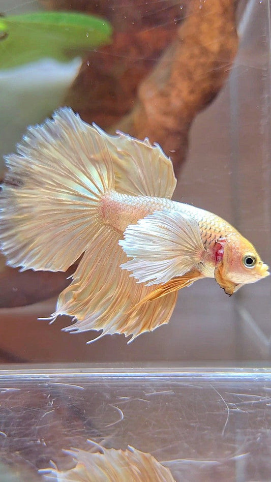 HALFMOON DUMBO EAR SUPER GOLD BETTA FISH