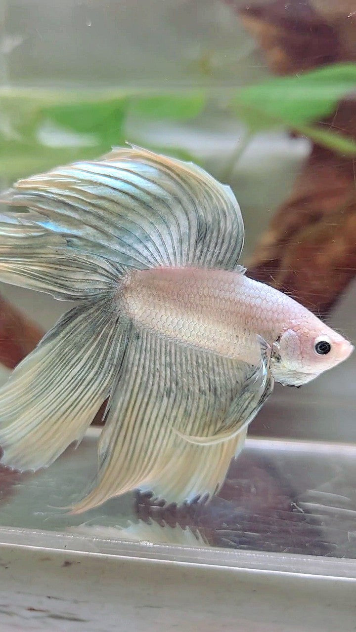 XL VEILTAIL DOUBLE TAIL GRIZZLE YELLOW COPPER BETTA FISH