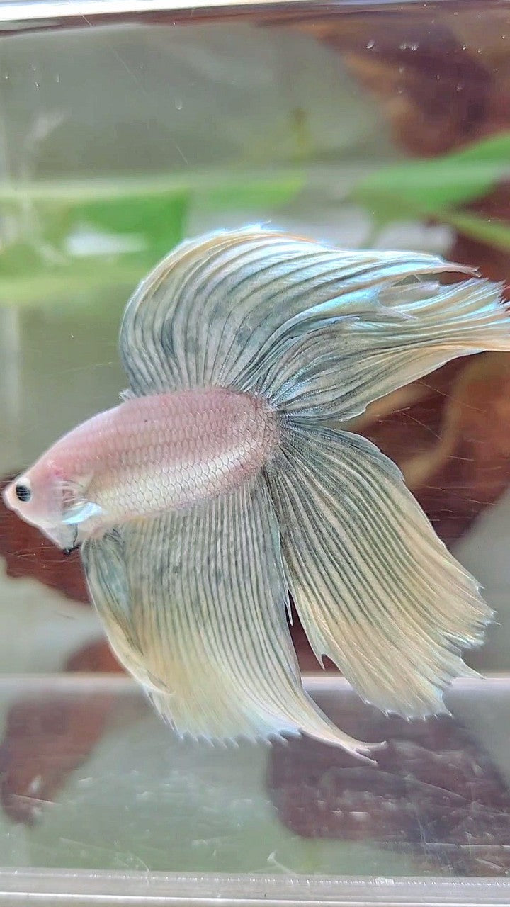 XL VEILTAIL DOUBLE TAIL GRIZZLE YELLOW COPPER BETTA FISH