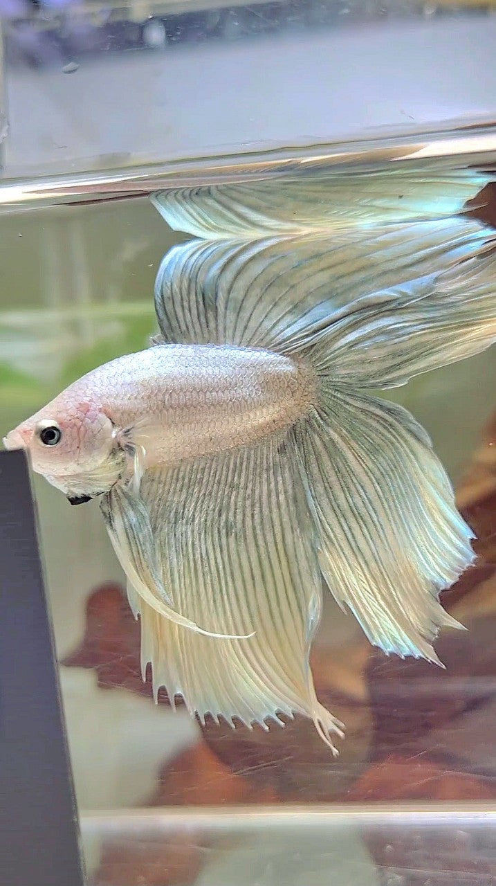 XL VEILTAIL DOUBLE TAIL GRIZZLE YELLOW COPPER BETTA FISH