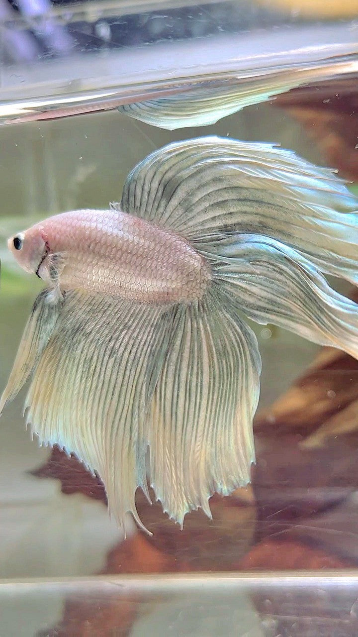 XL VEILTAIL DOUBLE TAIL GRIZZLE YELLOW COPPER BETTA FISH