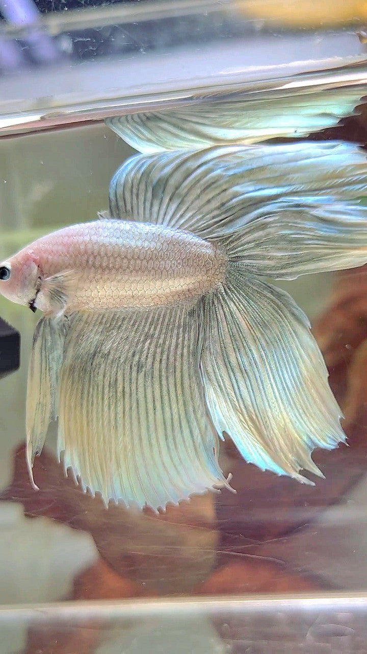 XL VEILTAIL DOUBLE TAIL GRIZZLE YELLOW COPPER BETTA FISH